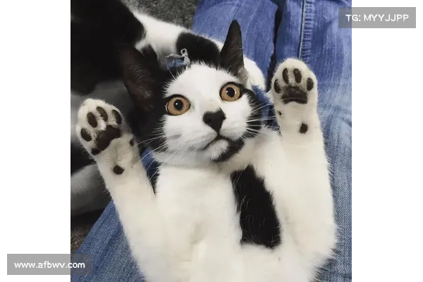 酷猫NFT酷在哪儿? 酷猫NFT酷在哪儿?